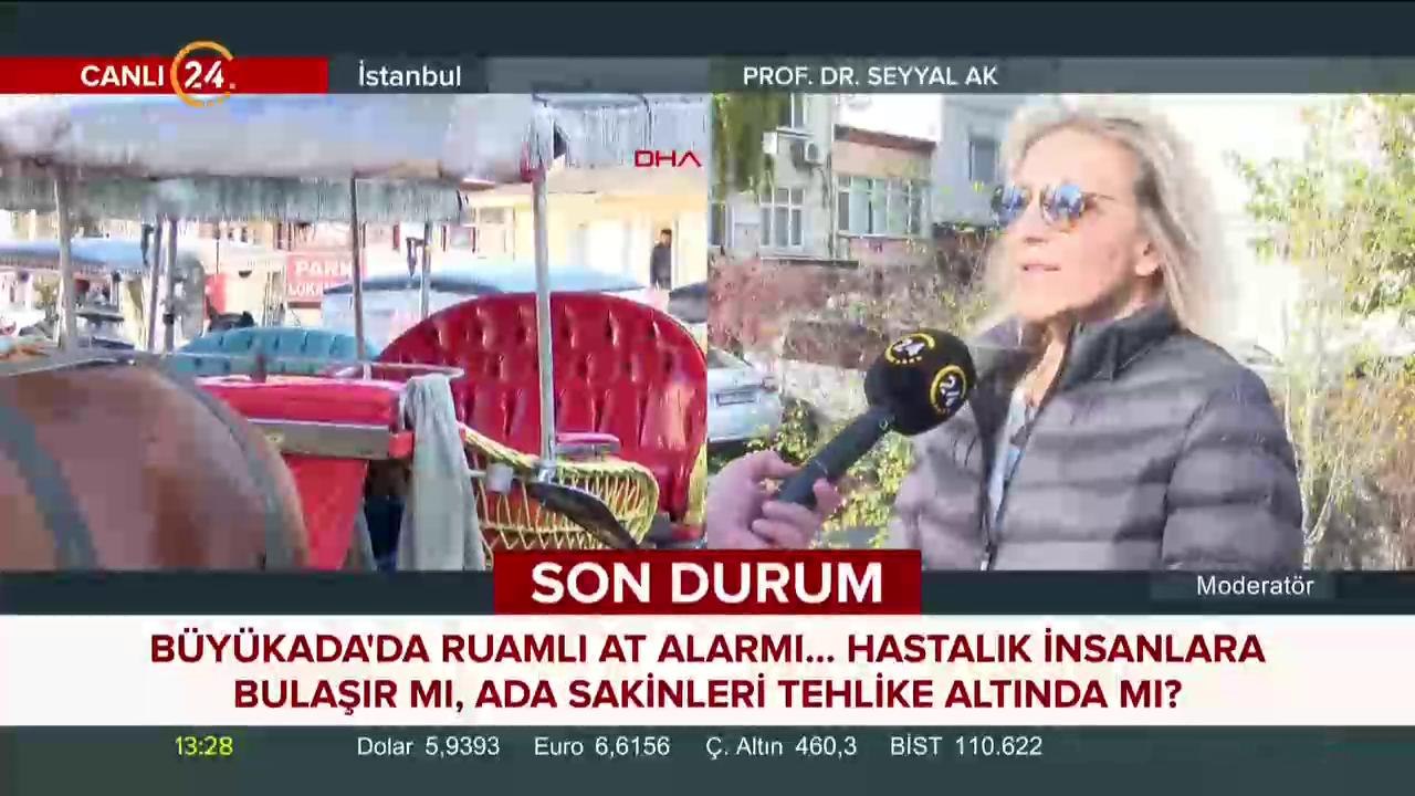 Büyükada'da atlar neden itlaf edilmek zorunda?