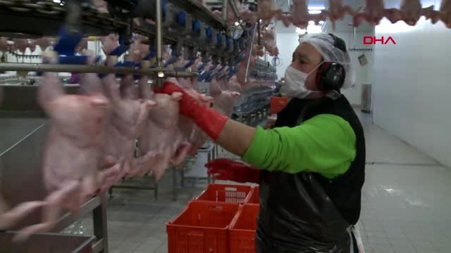 Ünlü kalp cerrahından gezen tavuk açıklaması; dışkısını yiyor, salmonella bulaşma ihtimali yüksek.