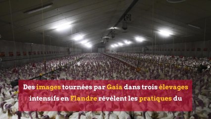 Dindes de Noël: le triste envers du décor