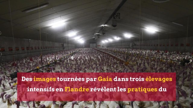 Dindes de Noël: le triste envers du décor