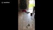 'Who ate the tree?' Dog gives guilty look when confronted by owner over broken Christmas tree