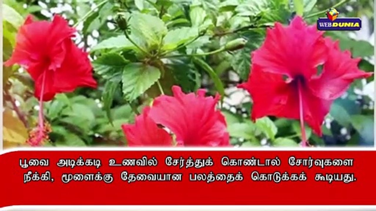 செம்பருத்தி தேநீரின் ஆரோக்கிய நன்மைகள்...!!