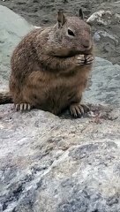 Chunky Squirrel Chows Down