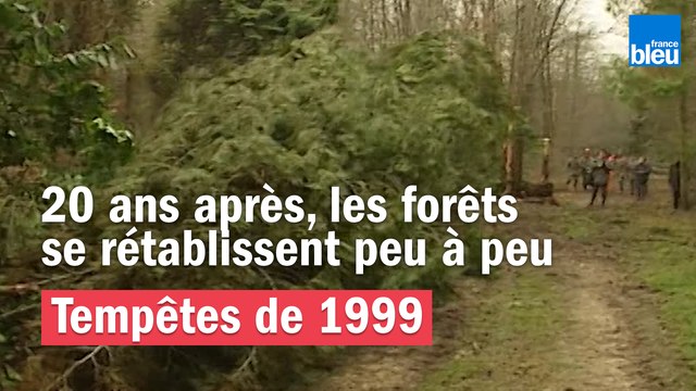 Tempêtes de 1999 - 20 ans après, les forêts de rétablissent peu à peu