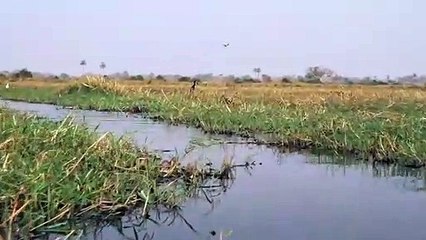 Ils se font pourchasser par un crocodile sur leur Kayak
