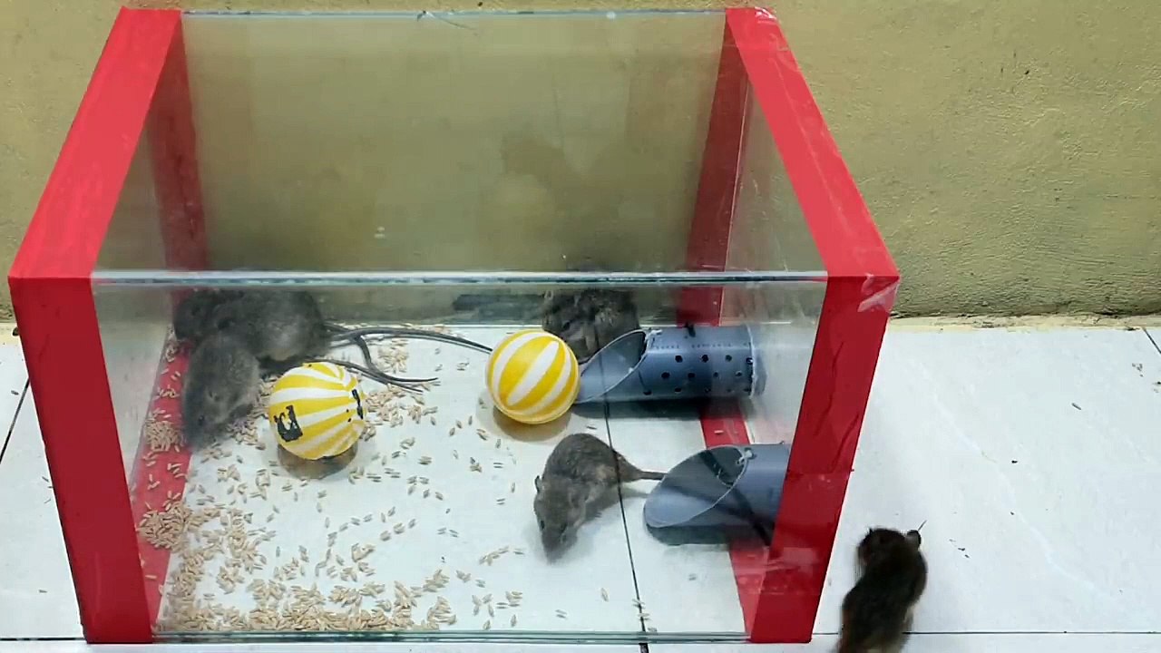 Ide perangkap tikus terbaik dari tabung plastik _(720P_HD)