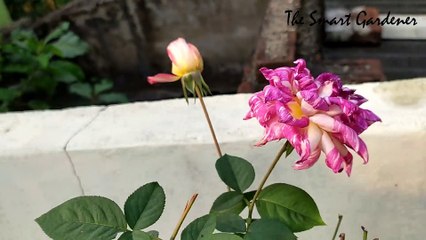 Best Liquid Fertilizer For All Types Of Winter Flowers ( सर्दी के फूलों के लिए खाद )