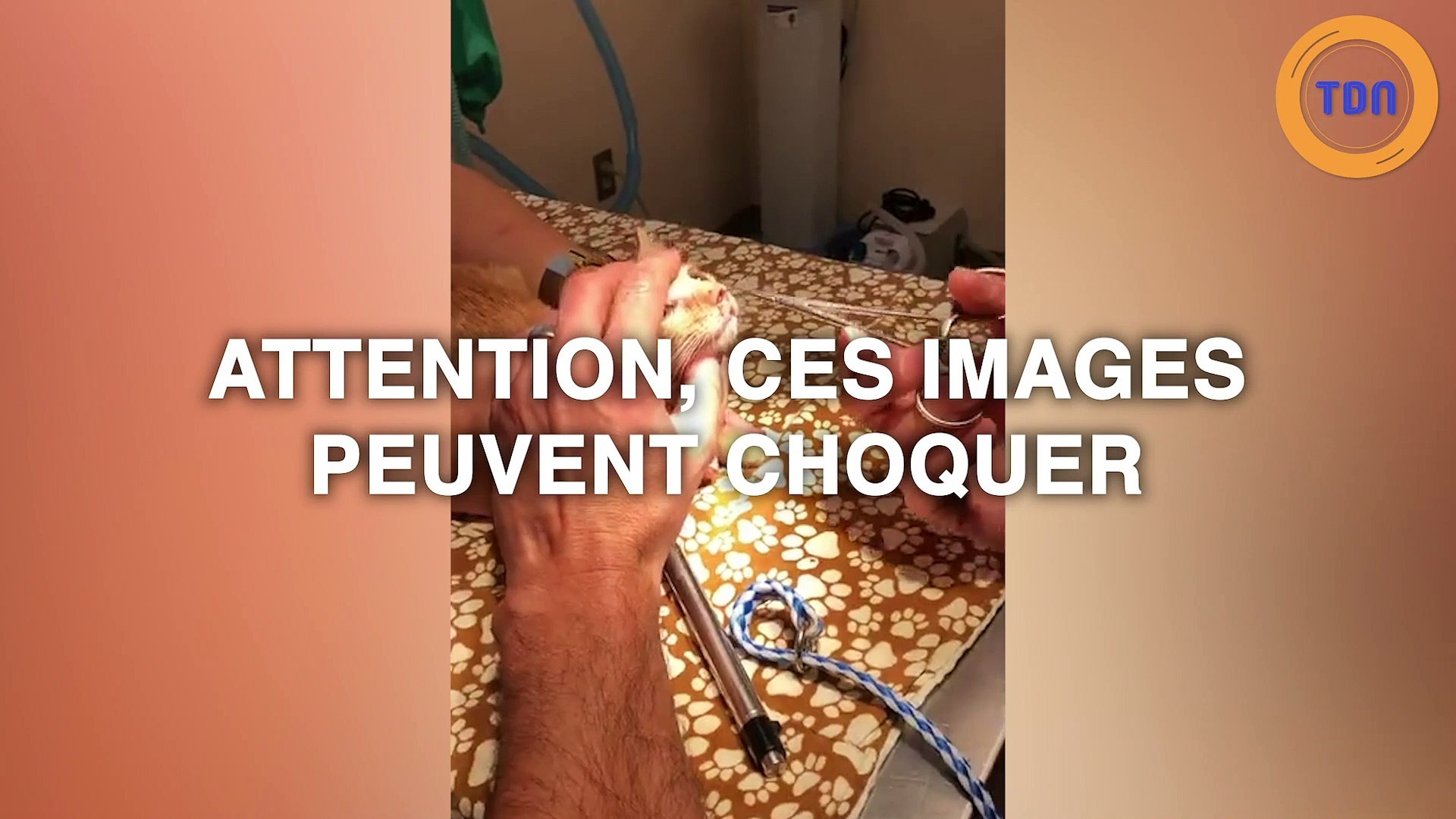 Ce Chat A Une Larve De Mouche Enorme Dans Le Nez Video Dailymotion