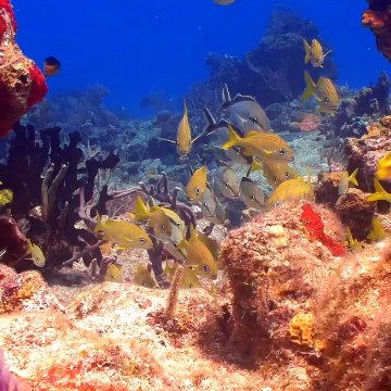 Marco Antonio Malave: Las profundidades del océano