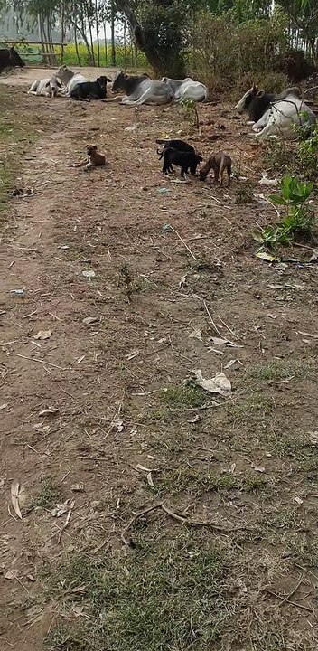 My fields