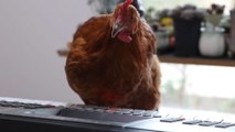 Student teaches chicken how to play piano