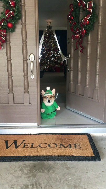 Angry Corgi Elf