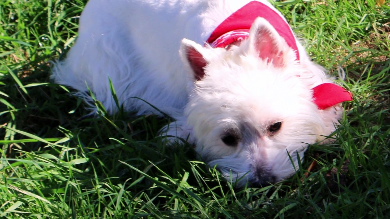 mes amours , mes amies.movie