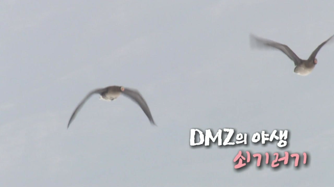 [DMZ의 야생] 쇠기러기 / YTN