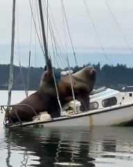 Lions de mer sur un bateau