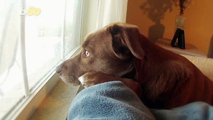 Best Ways to Keep Your Dog Happy and Occupied When They're Home Alone