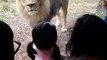 Ce lion vient à la rencontre des enfants au Zoo contre la vitre !