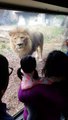 Ce lion vient à la rencontre des enfants au Zoo contre la vitre !