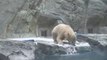 Cette maman ours se jette pour rattraper son petit tombé à l'eau