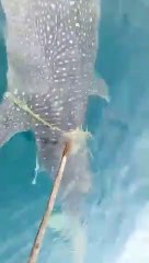 Descargar video: Un requin-baleine vient demander de l'aide à des pêcheurs