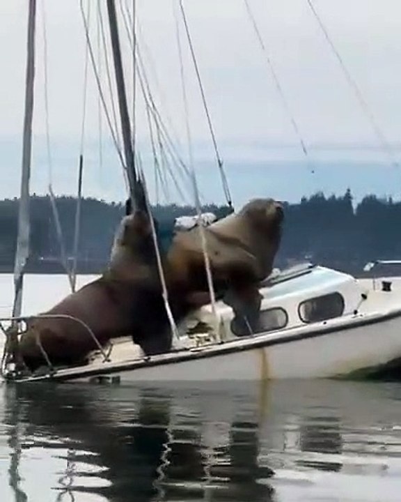 Quand 2 lions de mer viennent squatter un petit bateau !