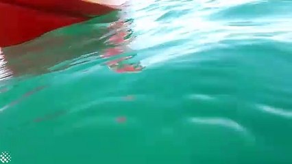 Tubarão-branco encurrala canoístas