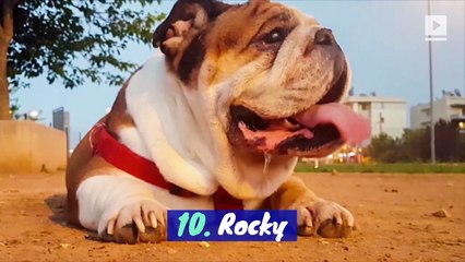 The 10 Most Popular Dog Names of 2019