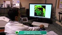 Cientistas brasileiros criam mini fígado humano funcional