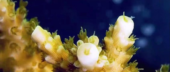 COSMOS: A SPACETIME ODYSSEY - Coming in 2014