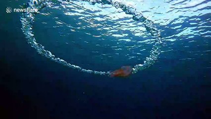 Cool moment jellyfish caught by a bubble ring in Mediterranean Sea