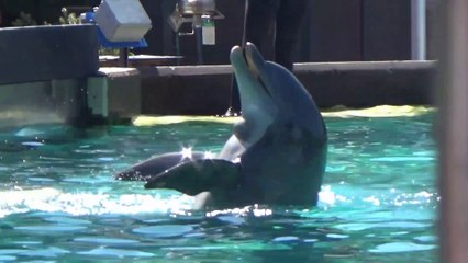 0022 - An Inside Look At SeaWorld's Animal Vets