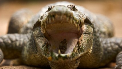 El Cocodrilo come sandías lo peta en Twitter