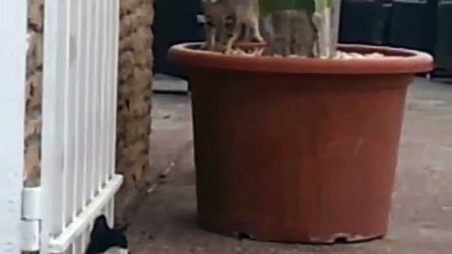 Cat Of the day | Cute Cats kissing and hugging | Cute kitten videos