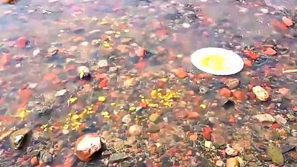 Gold & Gold Part 2: A Fantastic Sequel