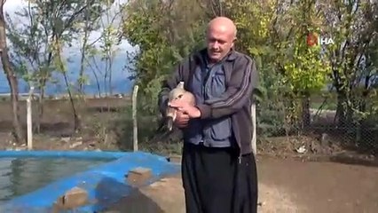 İnternetten ek iş araştırdı "kaz"a yatırım yaptı