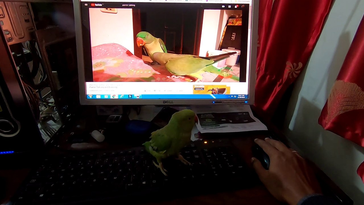 Green Parrot Pakistani | Parrot training | Birds Lover | Part 1 | Hamara Pakistan