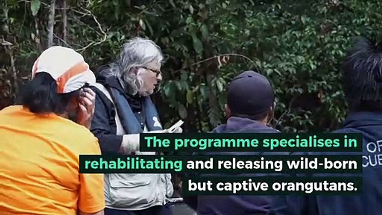 Golden Agri-Resources (GAR) and Orangutan Foundation International (OFI) Release Six Orangutans in Central Kalimantan, Indonesia