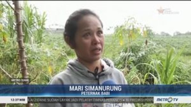 Duka di Balik Wabah Penyakit Babi