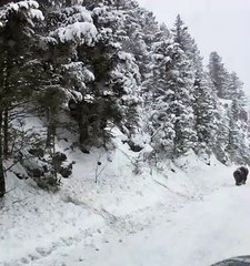 Bison Uses Snowy Hill as a Slide