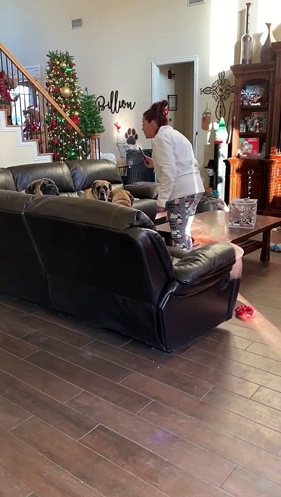 Dogs Join in to sing Happy Birthday