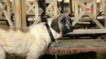 Muş eziyet edilen 'şeker' köpek, emin ellerde