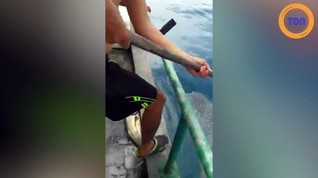 Pris au piège dans une corde, des pêcheurs libèrent un requin-baleine qui les remercie