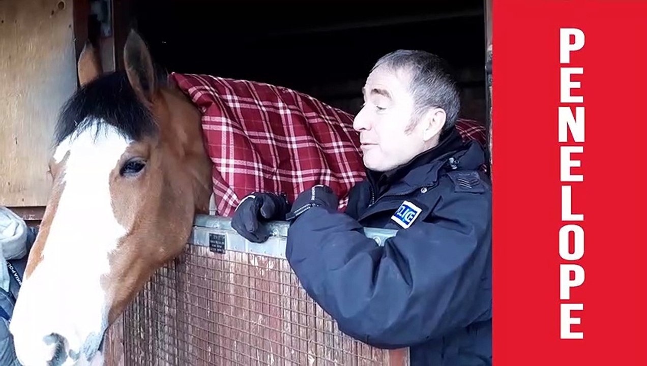 Meet the horses of Northumbria Police Mounted Section
