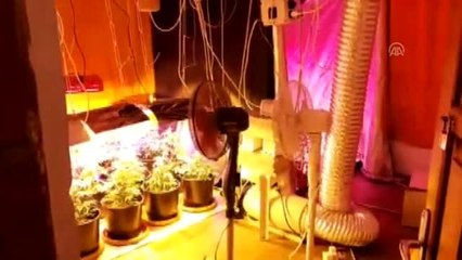 Kenevir yetiştirdiği öne sürülen zanlı tutuklandı