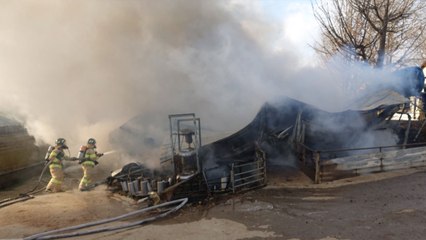 예산 돼지 농장에 불...8백여 마리 폐사 / YTN