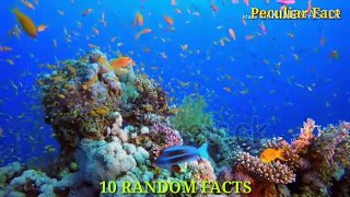 Top 10 Random Facts/शीर्ष 10 रैंडम तथ्य।