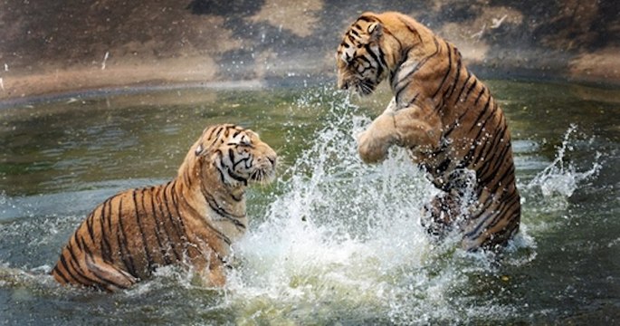 Le zoo de Pont-Scorff dans le Morbihan sur le point d'être racheté par des ONG, les 560 animaux sauvages bientôt sauvés