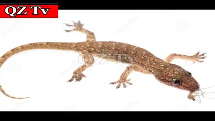 Chipkali Marna Sawab Ya Gunah -islamic Story 2019 Hindi/Urdu