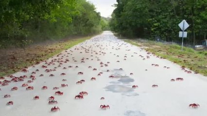 Millones de cangrejos invaden la isla Navidad en su recorrido hacia el mar