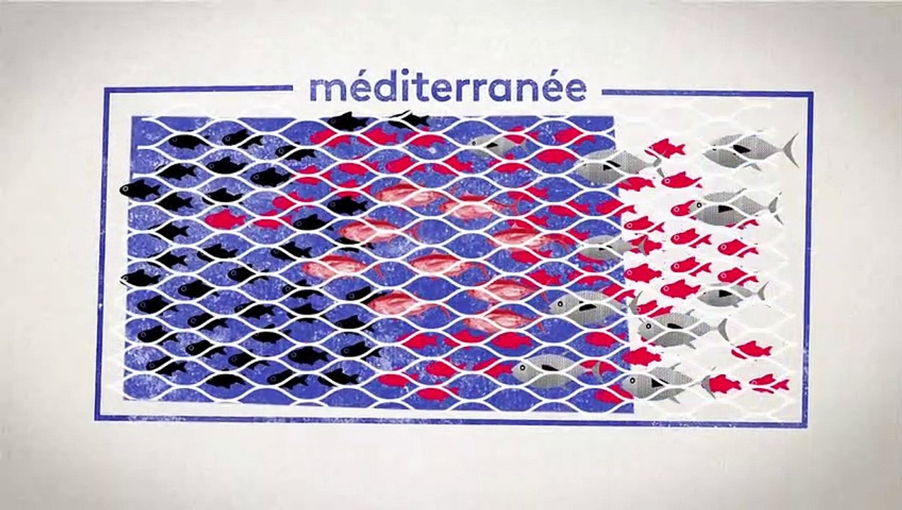 La surconsommation de poissons vide les océans